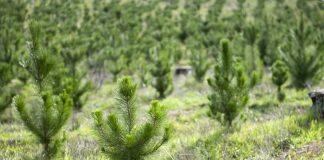 Forests and climate change: ‘We can’t plant our way out of the climate crisis’