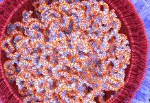 Can mRNA vaccines affect my genetic code?