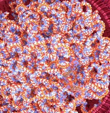 Can mRNA vaccines affect my genetic code?