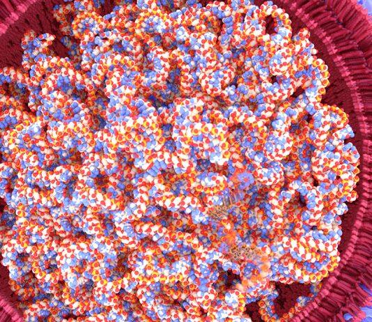 Can mRNA vaccines affect my genetic code?