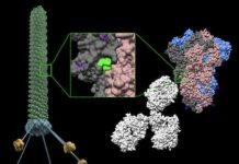 Rice, Rutgers developing inhalable COVID-19 vaccine spray