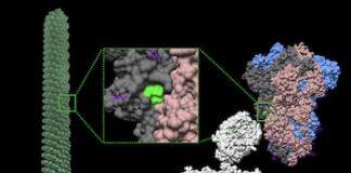 Rice, Rutgers developing inhalable COVID-19 vaccine spray