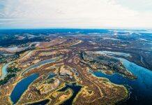 Stanford research shows muskrats are a bellwether for a drying delta