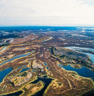 Stanford research shows muskrats are a bellwether for a drying delta