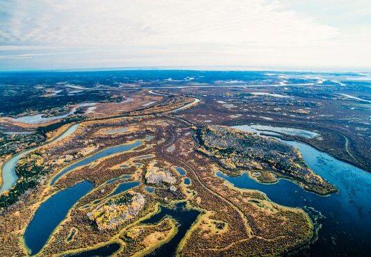 Stanford research shows muskrats are a bellwether for a drying delta