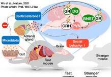 Identifying the Neural Link Between Gut Bacteria and Social Behavior in Mice