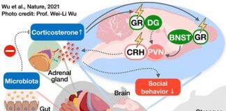 Identifying the Neural Link Between Gut Bacteria and Social Behavior in Mice