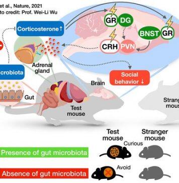 Identifying the Neural Link Between Gut Bacteria and Social Behavior in Mice