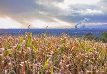 Cleaner air has boosted U.S. corn and soybean yields, Stanford-led research shows