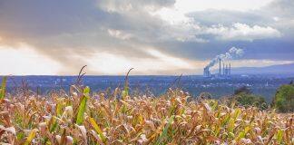 Cleaner air has boosted U.S. corn and soybean yields, Stanford-led research shows