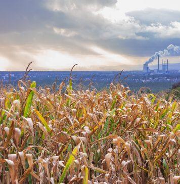 Cleaner air has boosted U.S. corn and soybean yields, Stanford-led research shows