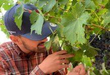 Slowing the Sugar Rush to Yield Better Grapes
