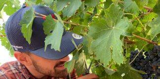 Slowing the Sugar Rush to Yield Better Grapes
