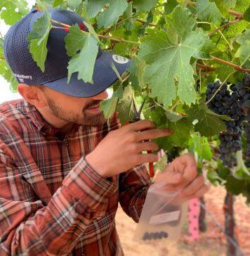Slowing the Sugar Rush to Yield Better Grapes