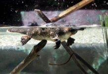 Survey finds encouraging platypus numbers on Kangaroo Island