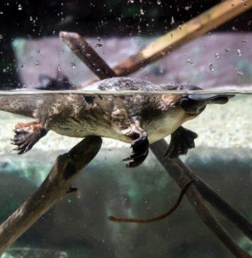 Survey finds encouraging platypus numbers on Kangaroo Island