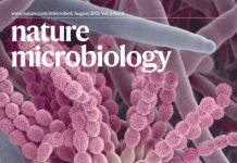 UM’s latest breakthrough in fungal spore research helps reduce risk of fungal infection for immunocompromised people