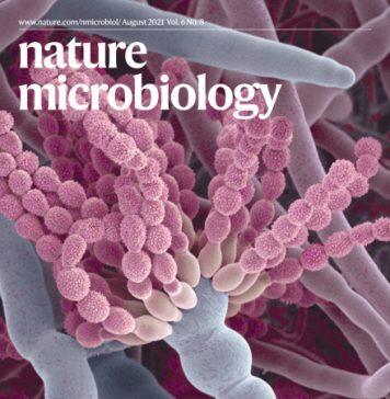 UM’s latest breakthrough in fungal spore research helps reduce risk of fungal infection for immunocompromised people