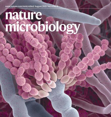UM’s latest breakthrough in fungal spore research helps reduce risk of fungal infection for immunocompromised people