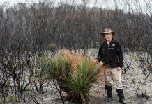 Logging increases risk of severe fire