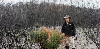 Logging increases risk of severe fire