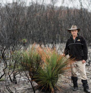 Logging increases risk of severe fire
