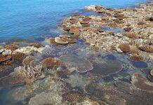 Tropical coral species at extreme risk from climate change, new study finds