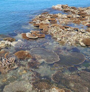 Tropical coral species at extreme risk from climate change, new study finds