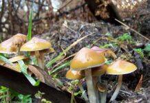 A trip into the therapeutic potential of Australia’s native magic mushrooms