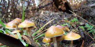 A trip into the therapeutic potential of Australia’s native magic mushrooms
