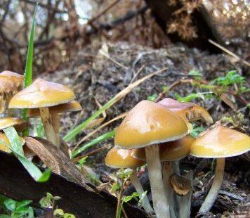 A trip into the therapeutic potential of Australia’s native magic mushrooms