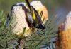 Honeyeater evolution for high sucrose diet