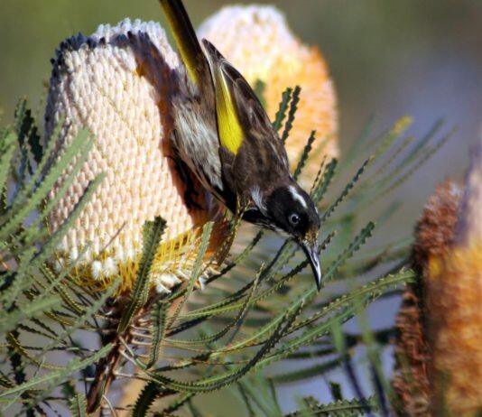 Honeyeater evolution for high sucrose diet