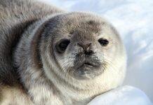 One size does not fit all in Antarctica: climate change to impact seal species differently