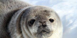 One size does not fit all in Antarctica: climate change to impact seal species differently
