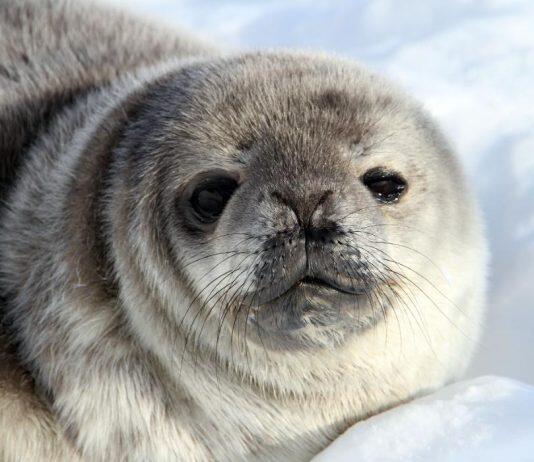 One size does not fit all in Antarctica: climate change to impact seal species differently