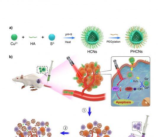UM-developed new nanozyme technology can help improve effectiveness of immunotherapy