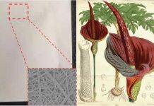 UM researchers create ‘spider silk’ to promote blood vessel growth and wound healing