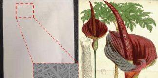 UM researchers create ‘spider silk’ to promote blood vessel growth and wound healing