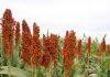 Grain size discovery boosts sorghum potential