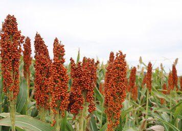 Grain size discovery boosts sorghum potential