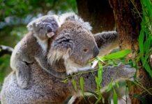 Koala killer being passed to joeys from mum