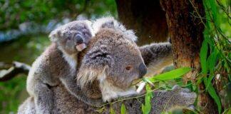Koala killer being passed to joeys from mum