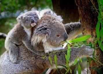 Koala killer being passed to joeys from mum