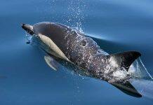 New research reveals emerging environmental contaminants of concern in NZ dolphins
