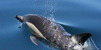 New research reveals emerging environmental contaminants of concern in NZ dolphins