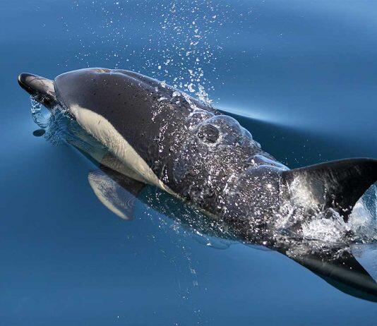 New research reveals emerging environmental contaminants of concern in NZ dolphins