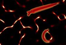 New study sheds light on molecular motion