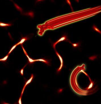 New study sheds light on molecular motion