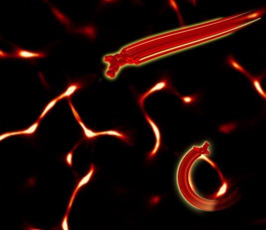 New study sheds light on molecular motion